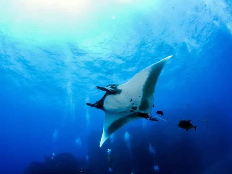 Kona: Manta Ray Night Snorkel Adventure - Final Thoughts: Is It Worth It?