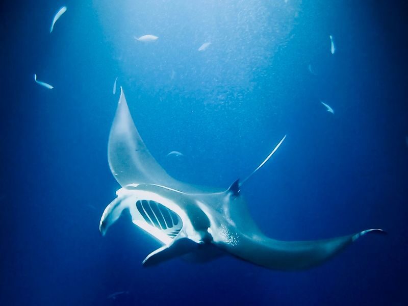 Kona Manta Ray Snorkel Tour with Optional Sunset or Moonlight - Picking a departure that suits your comfort level