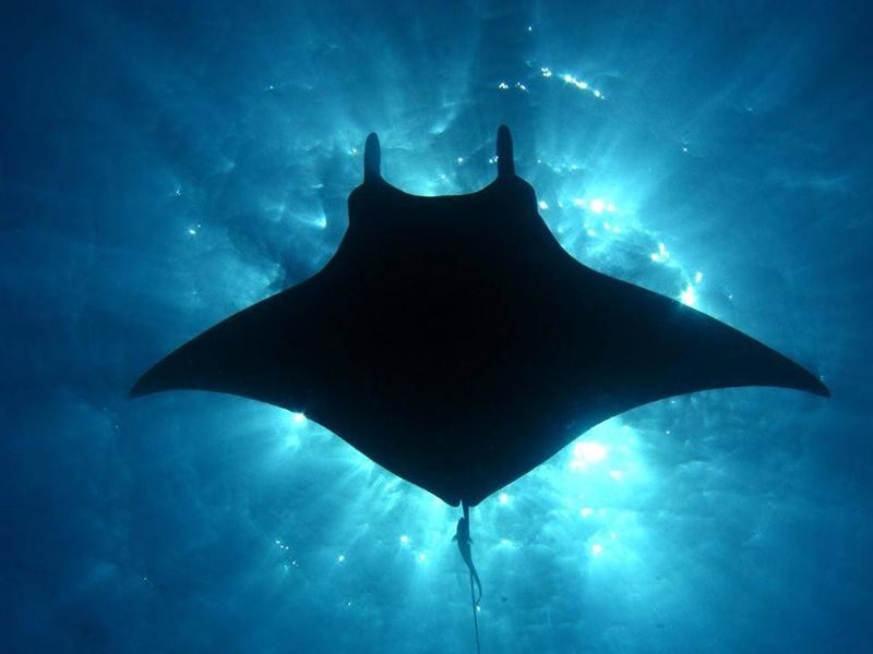 Kona Manta Ray Snorkel Tour with Optional Sunset or Moonlight - Warmth, snacks, and what to bring