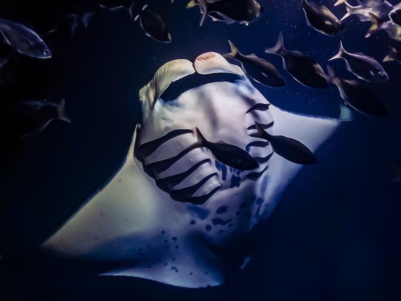 Kona Manta Ray Snorkel Tour with Optional Sunset or Moonlight - Is the price worth it?