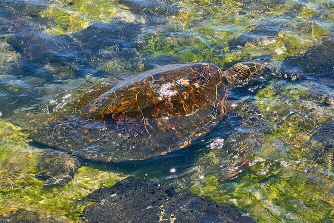 Kona Port: Private History & Farmer's Market Excursion - A Closer Look at the Tour Experience