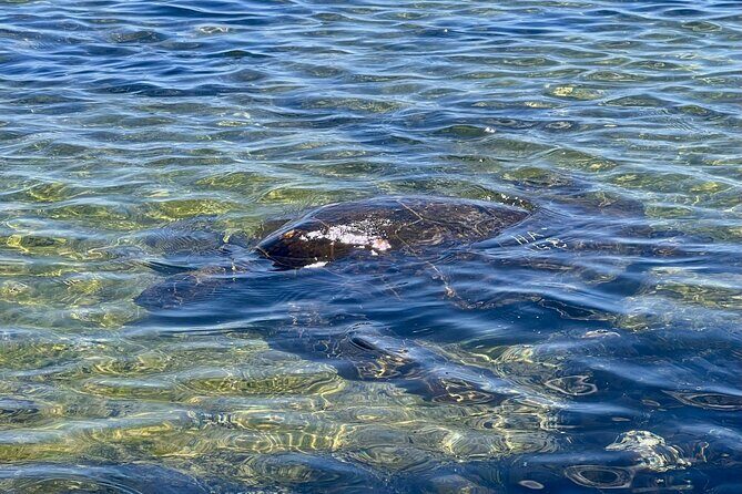 Kona Port: Private History & Farmer's Market Excursion - Frequently Asked Questions