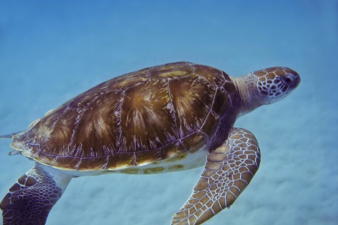 Kona Shore Excursion: Wild Dolphin - Reefs -Sea Caves - (Small Group) - Common Questions