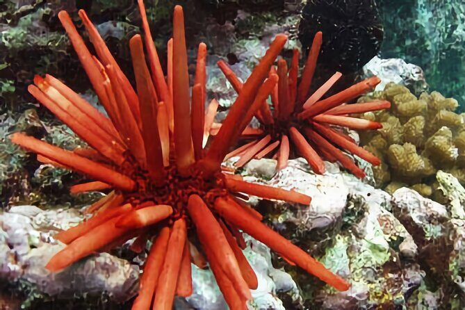 Kona Snorkeling Gear Rental Dive Into Adventure - Additional Activities and Recommendations