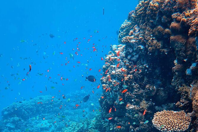 Kona Snorkeling Gear Rental Dive Into Adventure - Price and Value