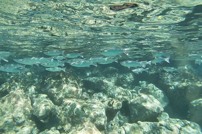 Konas Deluxe Snorkel - Beat the Crowds to Captain Cook and Place of Refuge - Common Questions