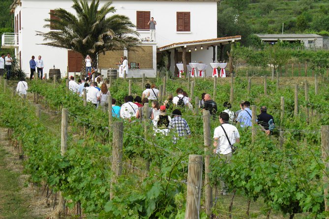 Konavle Valley Wine Tour From Dubrovnik With Train Ride and Wine Tasting - Transportation Details
