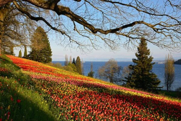 Konstanz: Mainau Island Entry Ticket - Frequently Asked Questions