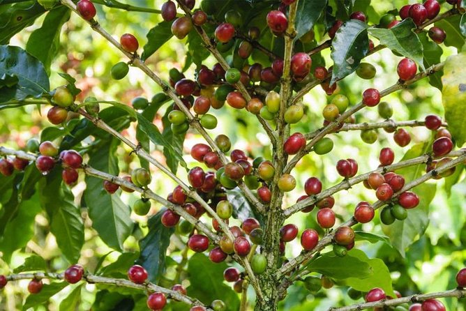 Kooky Private Tour: Coffee Village, Mount Sibuatan &.Lake Toba From Medan City. - Good To Know