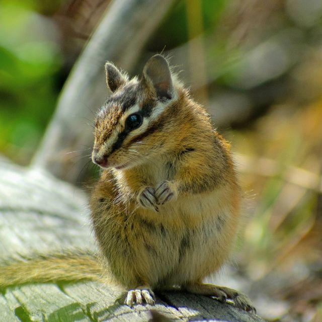Kootenay National Park: Stanley Glacier Valley Tour - Activity Details