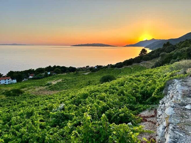 Korčula and Pelješac Peninsula Day Tour - Vineyard Ride