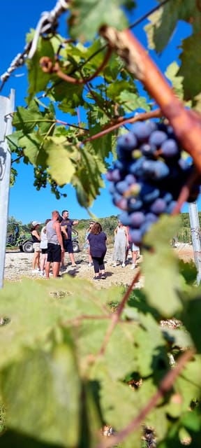 Korcula Buggy Tour Including our Local Food and Wine Tasting - FAQs