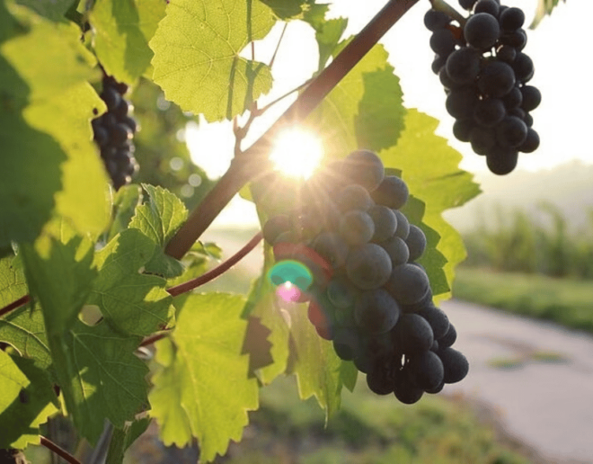 Korcula & Peljesac Wine Tasting Group Tour From Dubrovnik - Discovering Ston