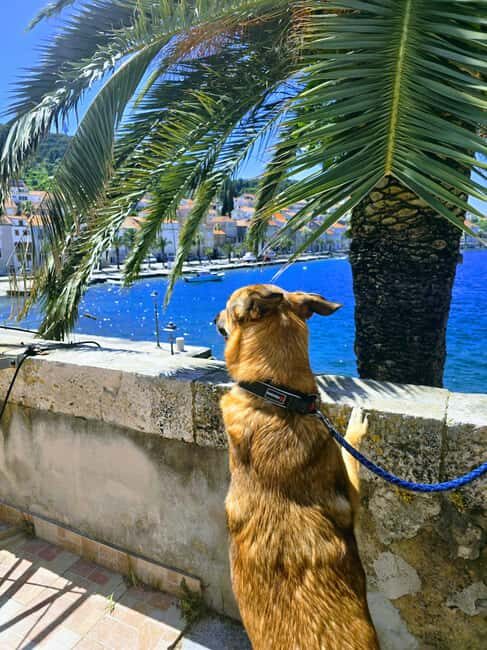 Korula: Day Trip from Baka Voda with Wine Tasting - The Bottom Line