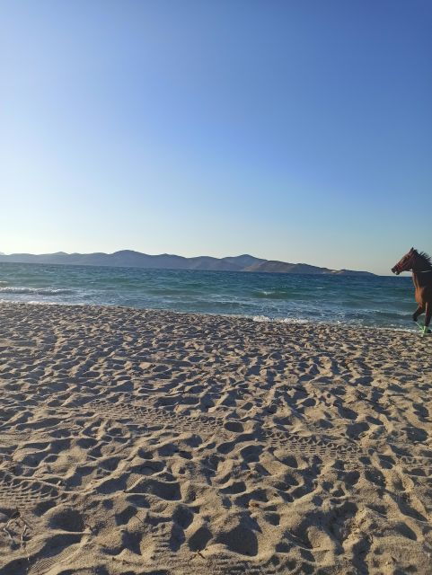 Kos: Horse Riding Experience on the Beach With Instructor - Booking Details
