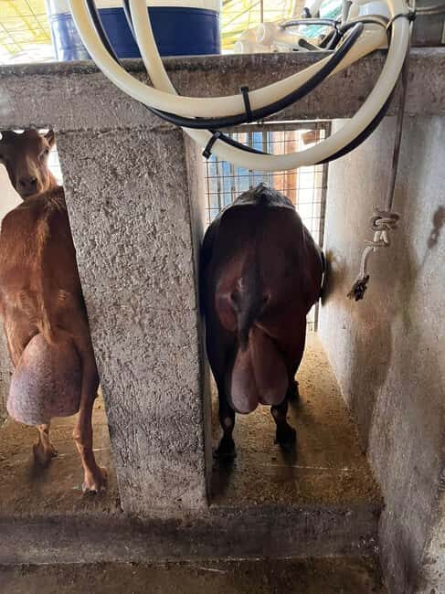 Kos: Traditional Cheese-Making Workshop in Kefalos - FAQs