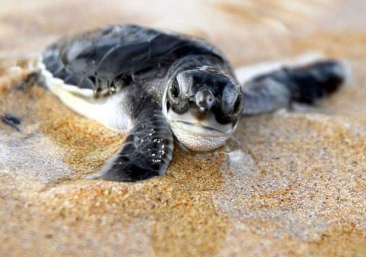 Kosgoda: Turtle Hatchery & Short South Coast Trip - Activity Details