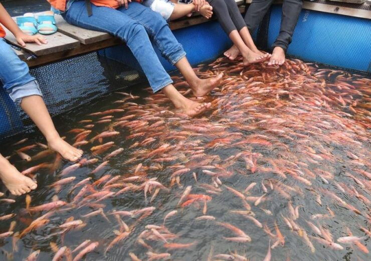 Kosgoda: Turtle Hatchery & Short South Coast Trip - Experience Highlights