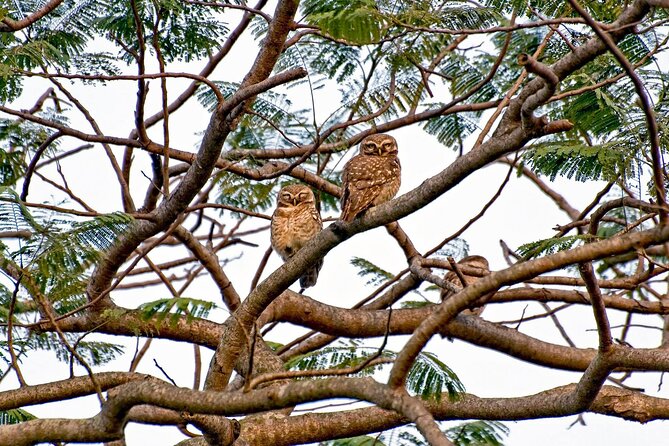 Koshi Tappu Wildlife Reserve Tour From Kathmandu - Day 2: Exploring the Wildlife at Koshi Tappu