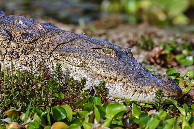 Koshi Tappu Wildlife Reserve Tour From Kathmandu - Accommodation and Meals at Koshi Tappu