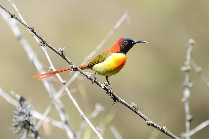 Koshi Tappu Wildlife Reserve Tour From Kathmandu - Pricing and Booking Information