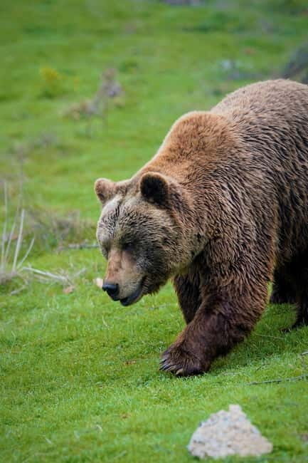 Kosovo: Bear Sanctuary Prishtina, (guided tour & shuttle) - Good To Know