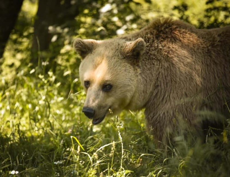 Kosovo: Bear Sanctuary Prishtina, (guided tour & shuttle) - The Unique Appeal of This Tour