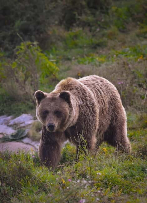 Kosovo: Bear Sanctuary Prishtina, (guided tour & shuttle) - Who Should Consider This Tour?