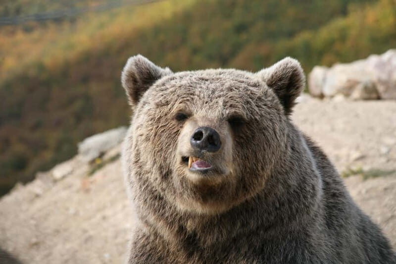 Kosovo: Bear Sanctuary Prishtina, (guided tour & shuttle) - Final Thoughts