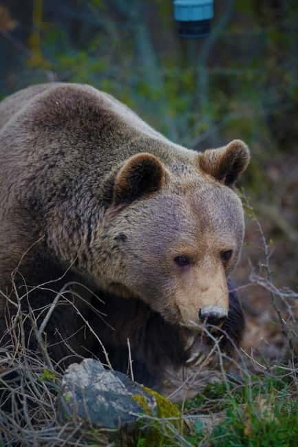 Kosovo: Bear Sanctuary Prishtina, (guided tour & shuttle) - FAQ
