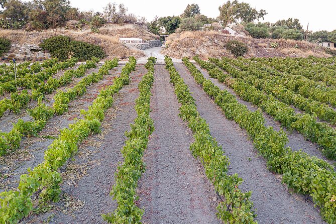 Kostantakis Winery - Milos Island Wine Tasting Experience - Whats Included in the Experience