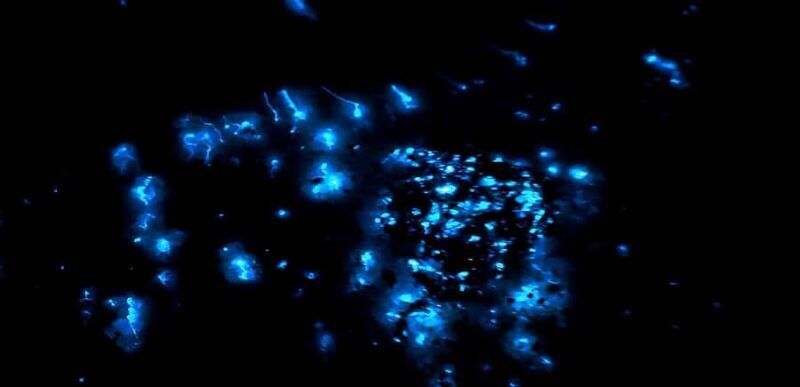 Kota Kinabalu: 5-in-1 Kinabalu View, Fire Show, Blue Tear - Exploring the 5-in-1 Kota Kinabalu River Adventure: A Detailed Review