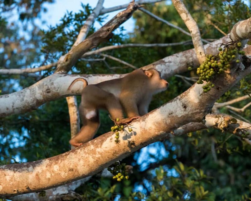 Kota Kinabalu: 5-in-1 Kinabalu View, Fire Show, Blue Tear - Practicalities & Tips