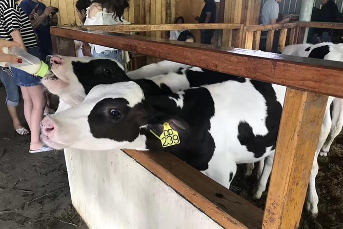 Kota Kinabalu ATV Riding and Dairy Farm at Mountain Kinabalu - Inclusions and Exclusions