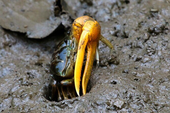 Kota Kinabalu: Beringgis Mangove Fireflies, Sunset Tour & Dinner - Final Words