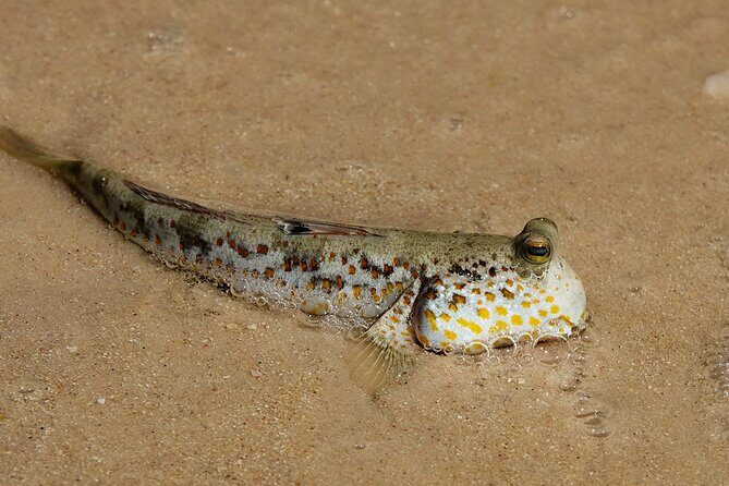 Kota Kinabalu: Beringgis Mangove Fireflies, Sunset Tour & Dinner - Who Is This Tour Best For?