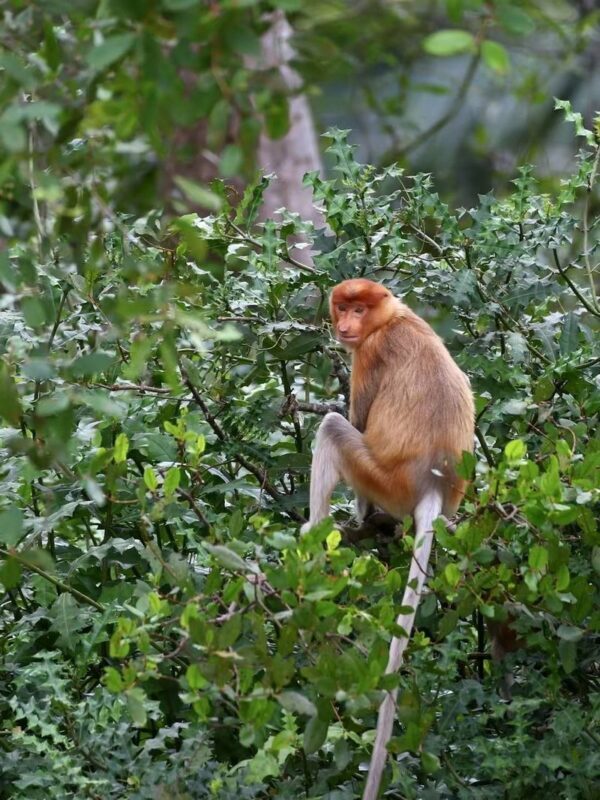 Kota Kinabalu Bongawan Full-Day Tour - What $42.95 buys you