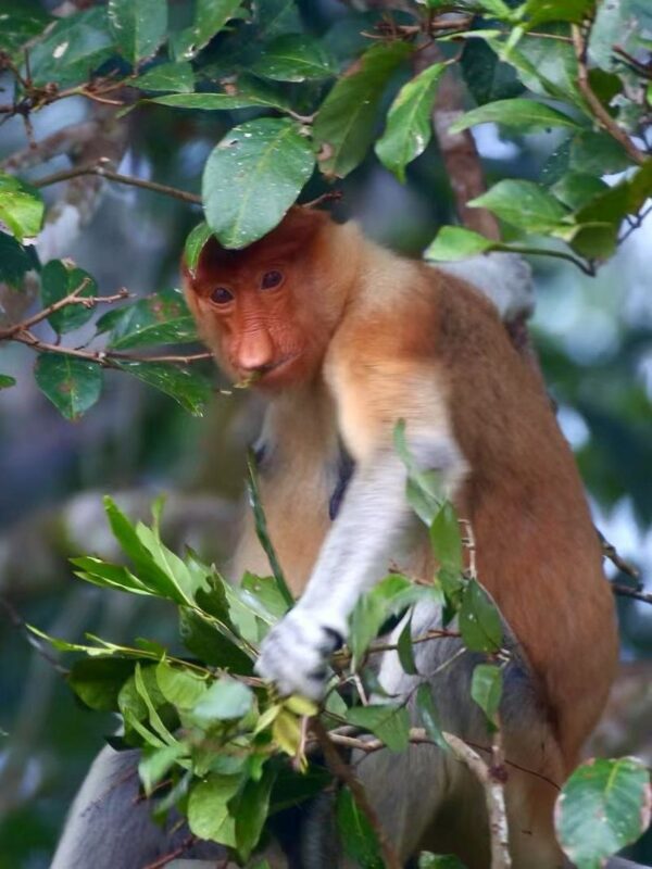 Kota Kinabalu Bongawan Full-Day Tour - Who will enjoy this Bongawan cruise