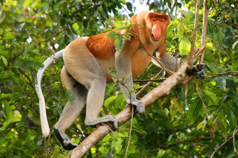 Kota Kinabalu Bongawan Mangrove Sunset Guided Tour - What makes this Bongawan tour worth considering