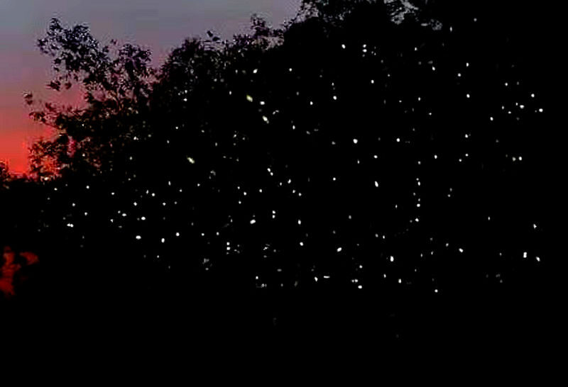 Kota Kinabalu Bongawan Mangrove Sunset Guided Tour - Sunset, then a firefly display