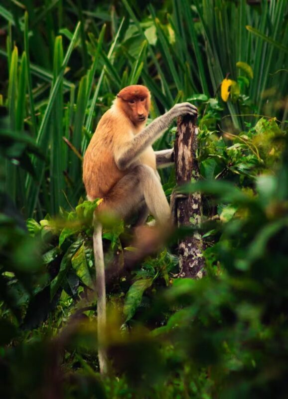 Kota Kinabalu Bongawan Mangrove Sunset Guided Tour - Who should book this evening trip?
