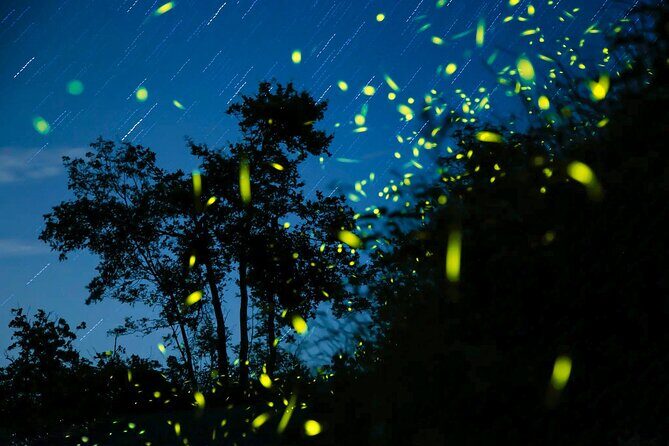 Kota Kinabalu: Bongawan River Cruise, City Tour & Fireflies - Who Is This Tour Best For?