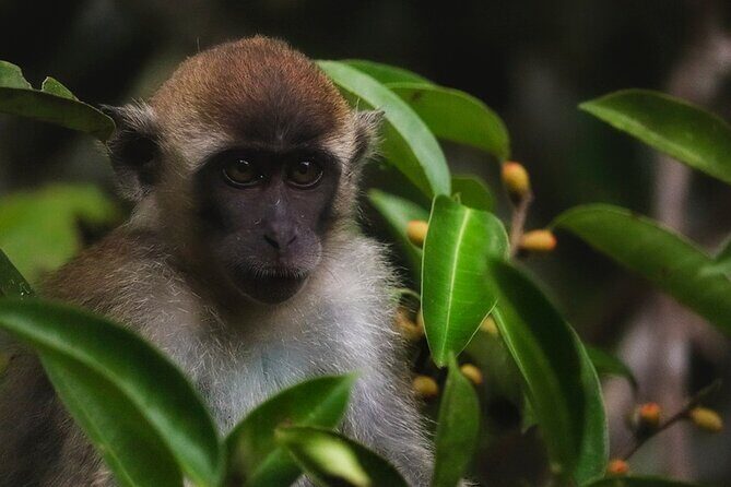 Kota Kinabalu: Bongawan River Cruise, City Tour & Fireflies - FAQ