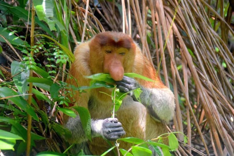 Kota Kinabalu: Bongawan Tour Private, Share or Entry Ticket - Final Thoughts: Who Should Consider This Tour?