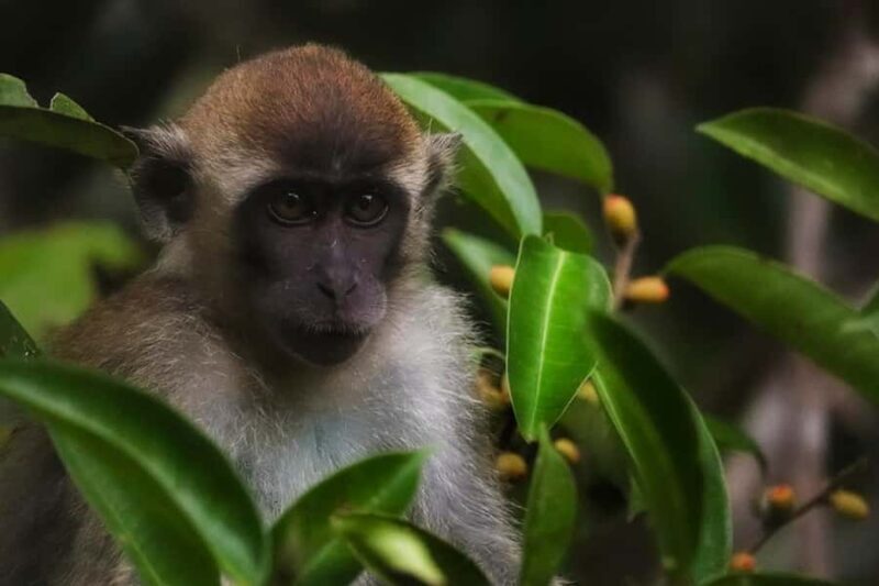 Kota Kinabalu: Bongawan Tour Private, Share or Entry Ticket - The Sum Up: Who Should Consider This Tour?