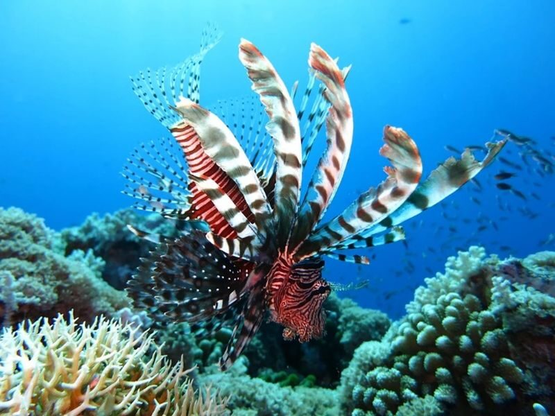 Kota Kinabalu Dive Mastery: Advanced Open Water with PADI Center - Equipment, lunch, and the extras to budget for