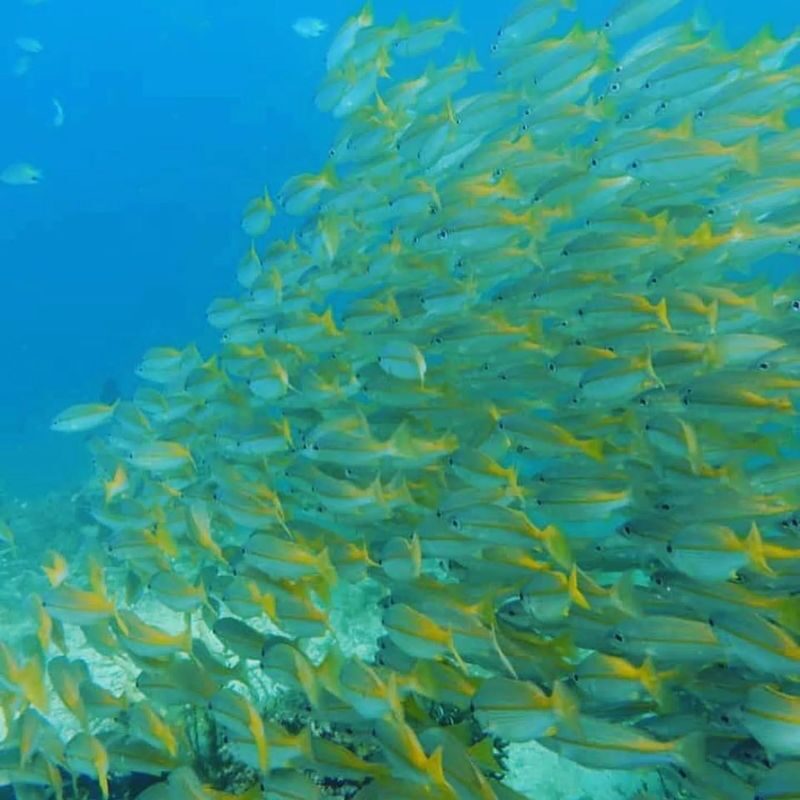 Kota Kinabalu Dive Mastery: Advanced Open Water with PADI Center - Is US$403.95 fair value?