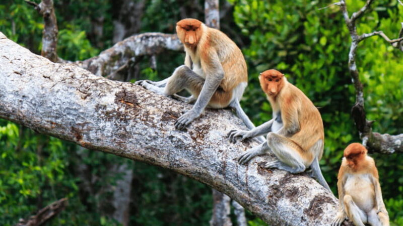 Kota Kinabalu : Fireflies & Sky Mirror Dream Beach Bongawan - Good To Know