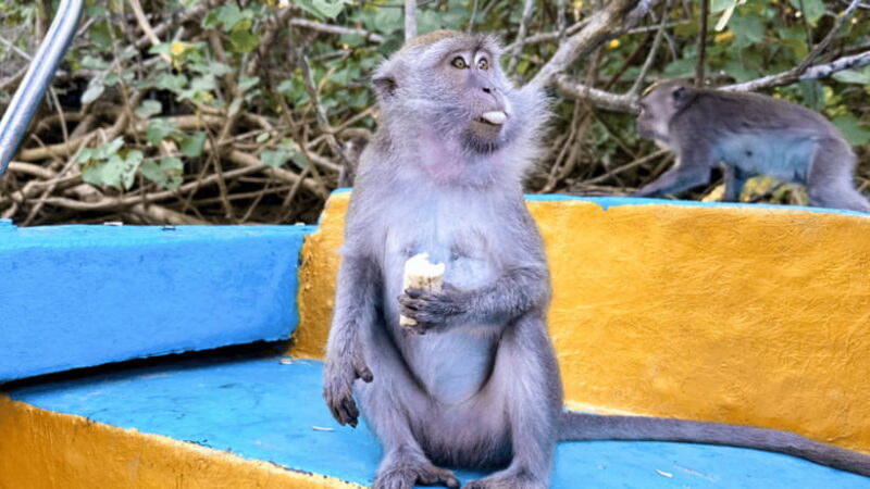 Kota Kinabalu : Fireflies & Sky Mirror Dream Beach Bongawan - Who Will Love This Tour?