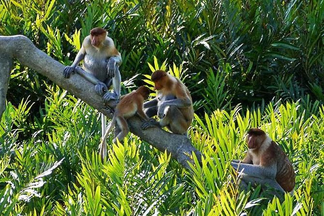 Kota Kinabalu K2 Fireflies Sunset River Cruise Tour With Dinner - Logistics Details